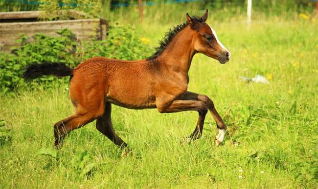 cavallo prato