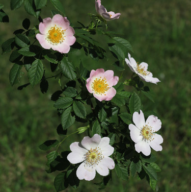 fiore pessina