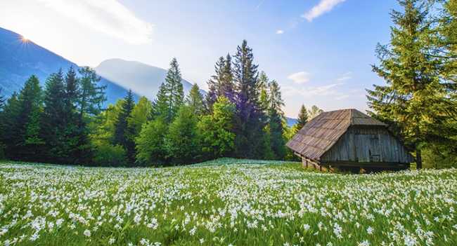 primavera fiori montagna