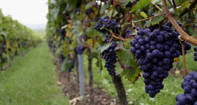 uva nera vigneto