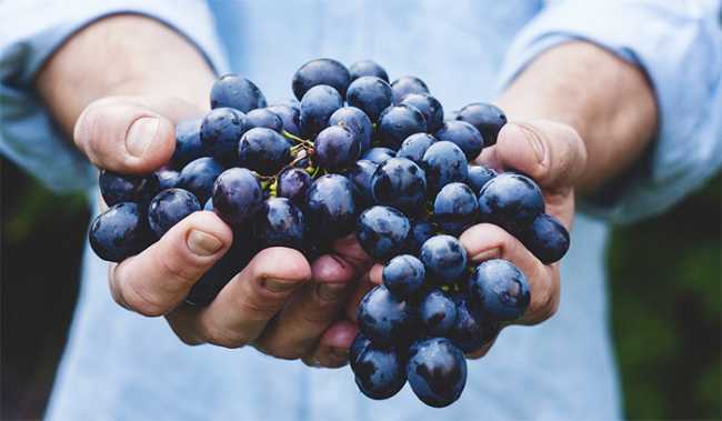 vendemmia mani uva