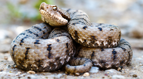 vipera a