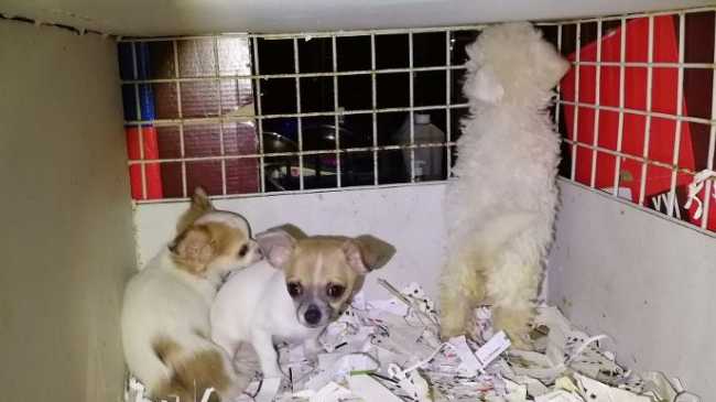 Foto cuccioli