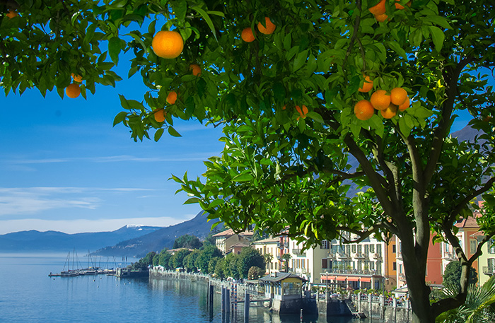 Orangen und Zitronen aus Cannero Riviera