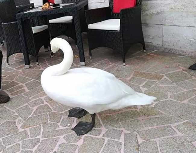 cigno bar