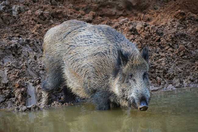 cinghiale