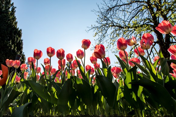 tulipani