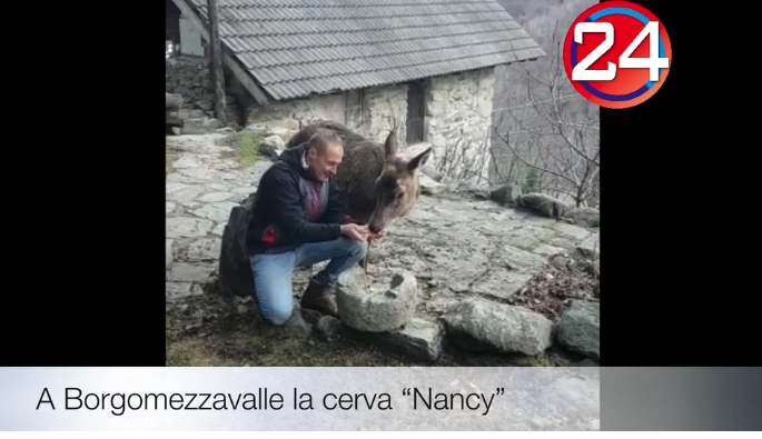 Die Hirschkuh Nancy läßt sich liebkosen: Hier ist das Video