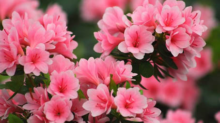 azalea
