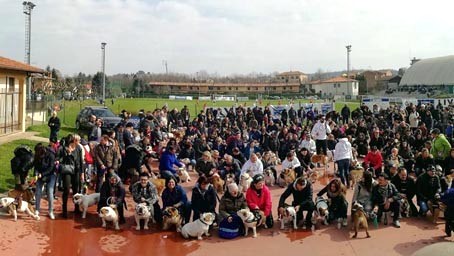 bulldog day