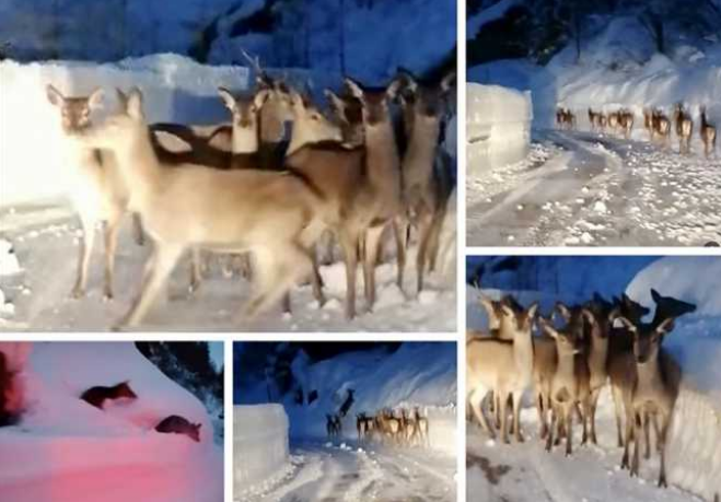Faszination der Natur: Eine Hirsch-Herde im Tiefschnee 