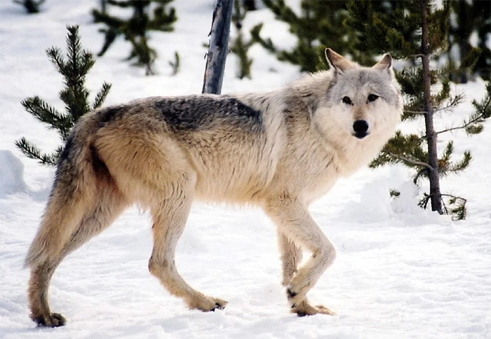 Zwei Tausend Euro für Informationen über die Tötung der Wolfin  