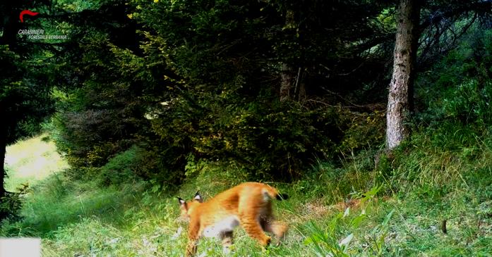 Bestätigt ist die Anwesenheit des Luchs im Ossola