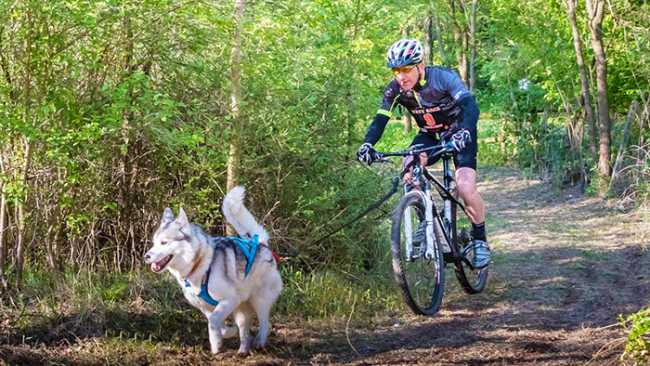 cani cross vigezzo